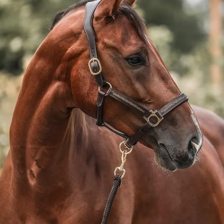 Horse Lover’s Advent Calendar 2025 – Luxurious Surprises for Every Rider