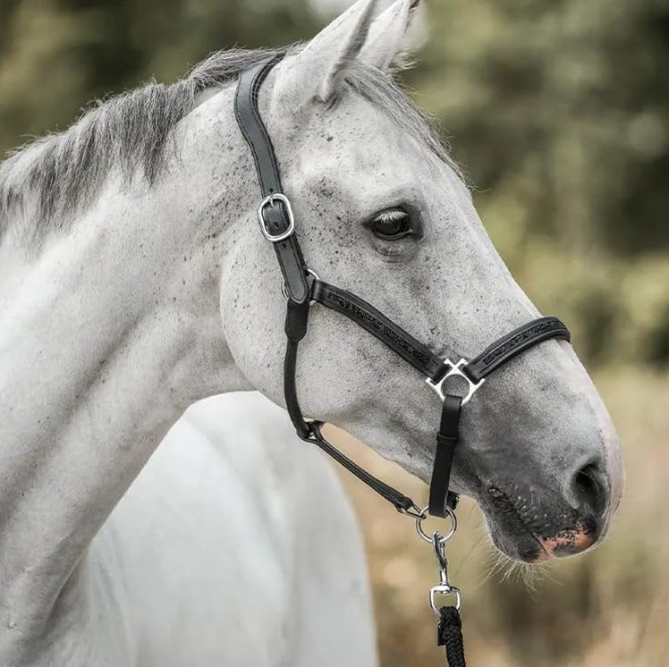 Horse Lover’s Advent Calendar 2025 – Luxurious Surprises for Every Rider